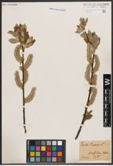 Foto von Salix caprea L.